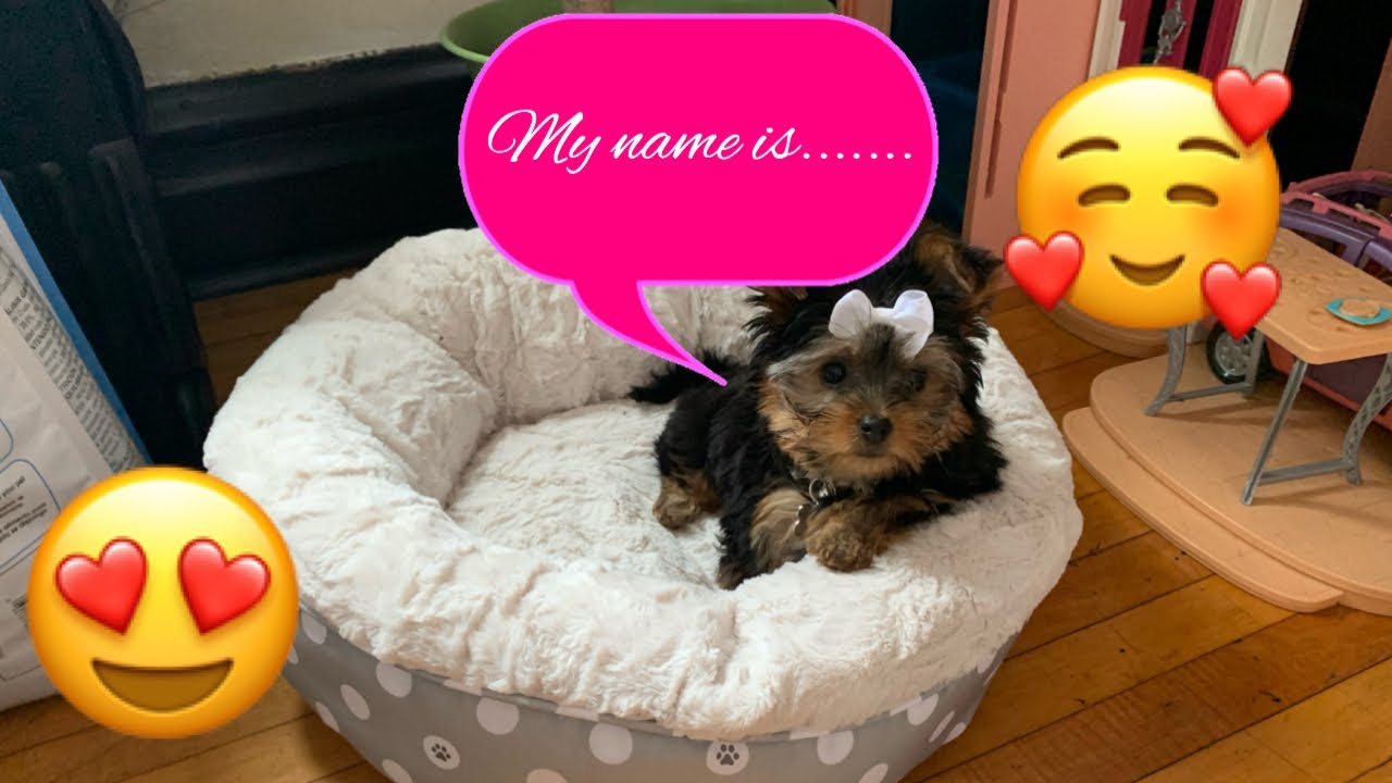 OUR YORKIES NAME REVEAL | PET SUPPLY HAUL - YouTube