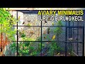 MEMBUAT AVIARY MINIMALIS 3m x 3m x 3m