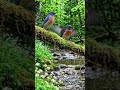 #relaxing #relaxingmusic #relaxingsounds #nature #sleepmusic