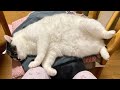 あふれ出る白米のようだな