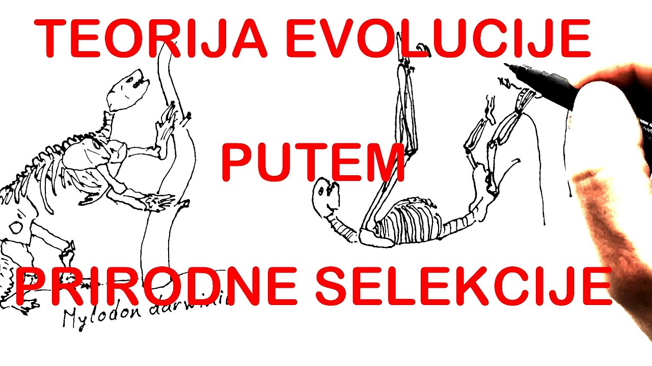 DARVINOVA TEORIJA EVOLUCIJE PUTEM PRIRODNE SELEKCIJE