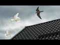 Сокол Сапсан напал на голубей/Falcon Peregrine attacked pigeons