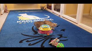 Egyptian Mau kittens by Karlskoga Katthotell & Butik 66 views 2 years ago 51 seconds