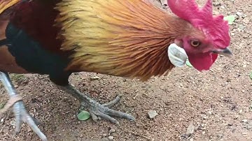 Gà rừng rặc nọc đã vào mùa sanh sản xung gáy cả ngày mùa giải 2024 của @garungbinhbacr8256