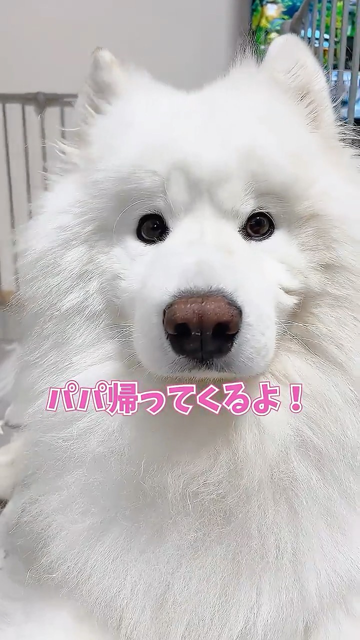 サモエドパパ 大好きなパパの帰宅を知った大型犬の反応が可愛いすぎる！【サモエド