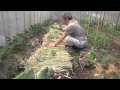 菜園だより140518敷きわら・トマト支柱