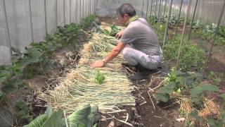 菜園だより140518敷きわら・トマト支柱