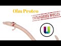 Olm Proteo (En peligro de Extinción)