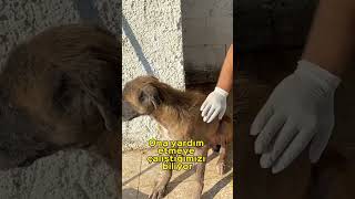 Mummified dog #devnaz  #rescue  #köpek  #animalrescue  #dog