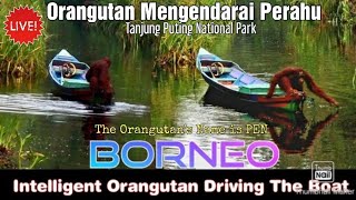 Download Lagu Intelligent Orangutans Driving The Boat 🦧 at Camp Leakey @orangutanhouseboattour6258 MP3
