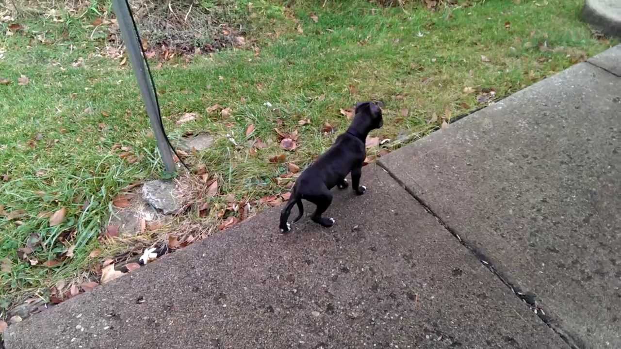 new pitbull puppy 12 weeks old Jeep bred through Tab YouTube