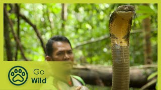The Malaysian Snake Guardian  Go Wild