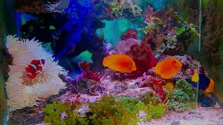 「Relaxing and pleasant music: real and beautiful aquarium~Heal your mood and relax your body an」的副本 by yeeco 17 views 6 days ago 10 minutes, 41 seconds