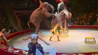 Цирк, выступление слонов