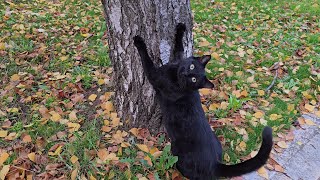 Download Lagu A Street Panther Runs With All Its Might and Meows Loudly When She Sees Us MP3