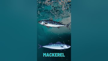 Bài học tiếng anh con cá thu#shorts  #mackerel#cathu