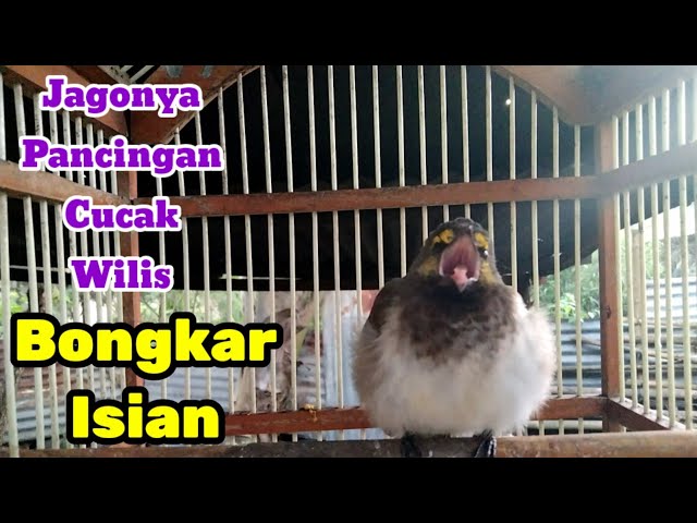 Pancingan Cucak Wilis Gacor,Jago Bongkar Isian class=