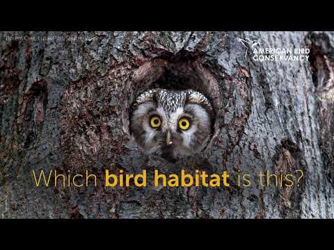 Which Bird Habitat