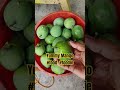 Yummy Mango Food Yummy Mango Food