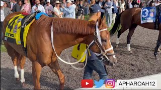 Kentucky Derby Champion, Mage, Returns to the Races in the 2023 Haskell Stakes