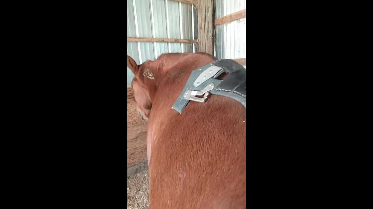 Fitting the bare tree to the horse for custom dressage or jump saddle