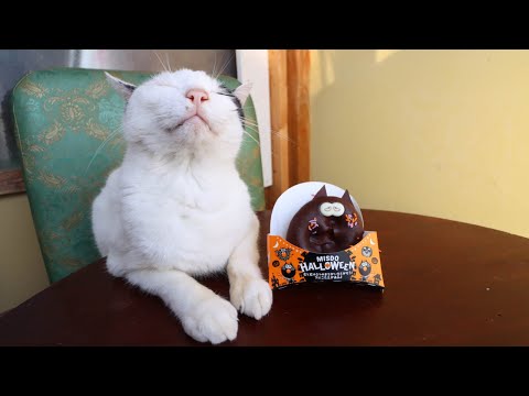 ちゃぶ台の上のまっくろチョコねこ　221018