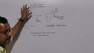 Glycosidic Bond In Nucleoside