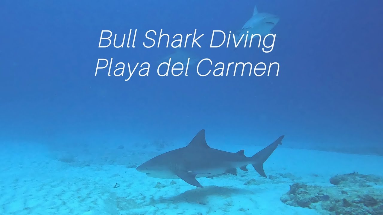 Bull Shark Diving in Playa del Carmen, Mexico. - YouTube