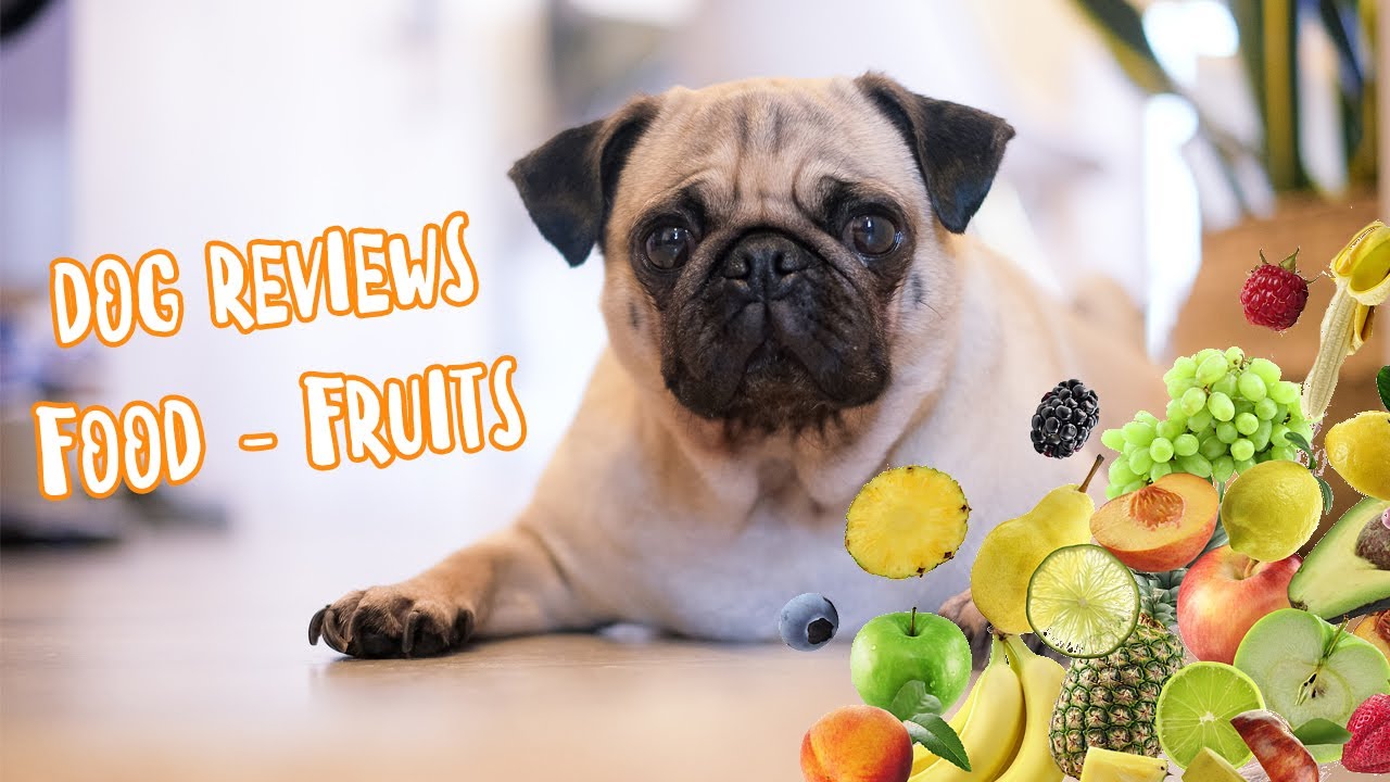 Dog Reviews Food - Fruits | Two Pugs | Max & Mecho - YouTube