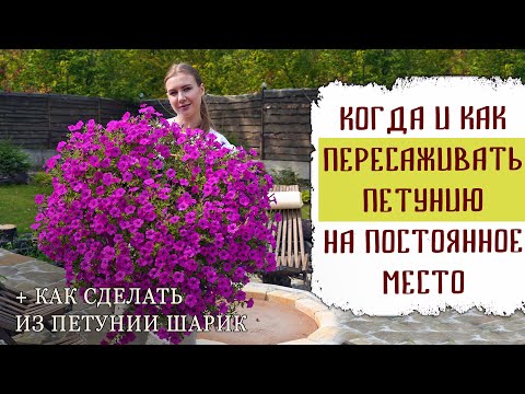 Видео: Терри петунья: шороог үржүүлэх