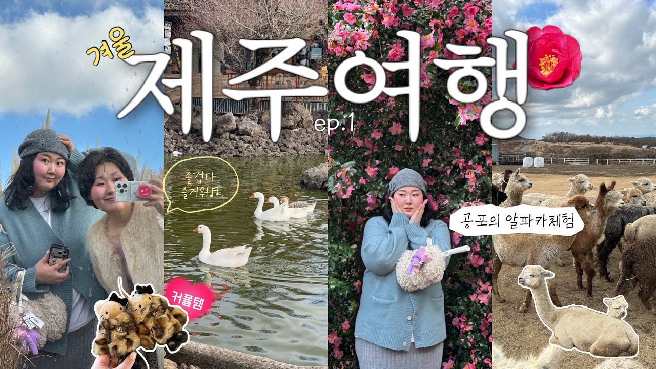 하루에 9코스! 쉴수없는 제주여행⁃ ☼🍊✈️ | 완벽한 해안도로숙소🏠🌊 | 겨울제주코스 | 공포의 알파카 체험🦙 넘어지고 도망치고🏃🏻‍♀️| 카멜리아힐 , 풀베개 , 유에서유👗