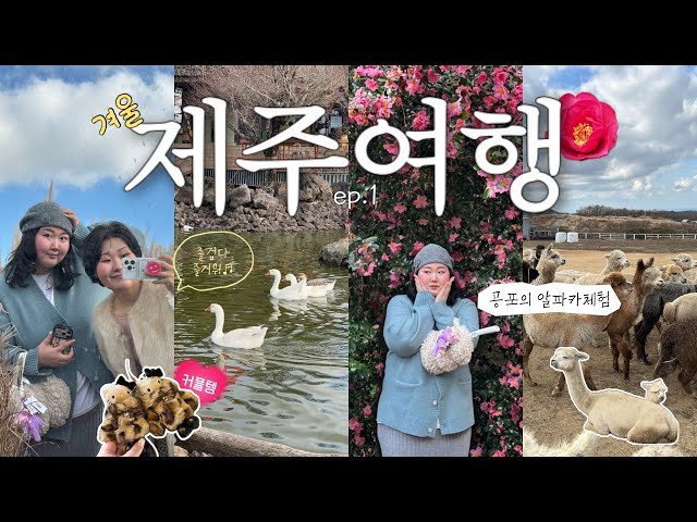 하루에 9코스! 쉴수없는 제주여행⁃ ☼🍊✈️ | 완벽한 해안도로숙소🏠🌊 | 겨울제주코스 | 공포의 알파카 체험🦙 넘어지고 도망치고🏃🏻‍♀️| 카멜리아힐 , 풀베개 , 유에서유👗