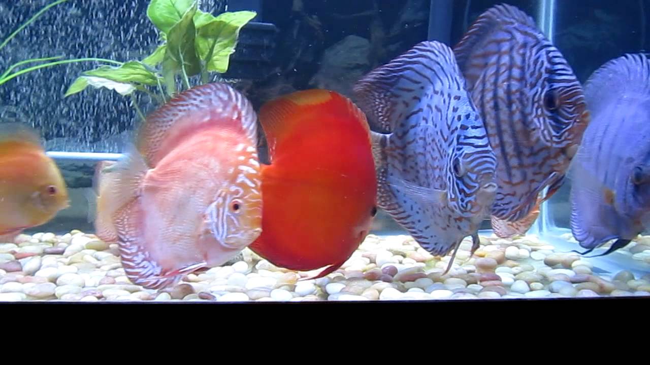 Discus Fish Bloodworm Feeding Part 1 YouTube