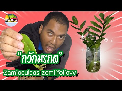 วีดีโอ: โรค Zamioculcas และการรักษา: คำอธิบาย, ภาพถ่าย