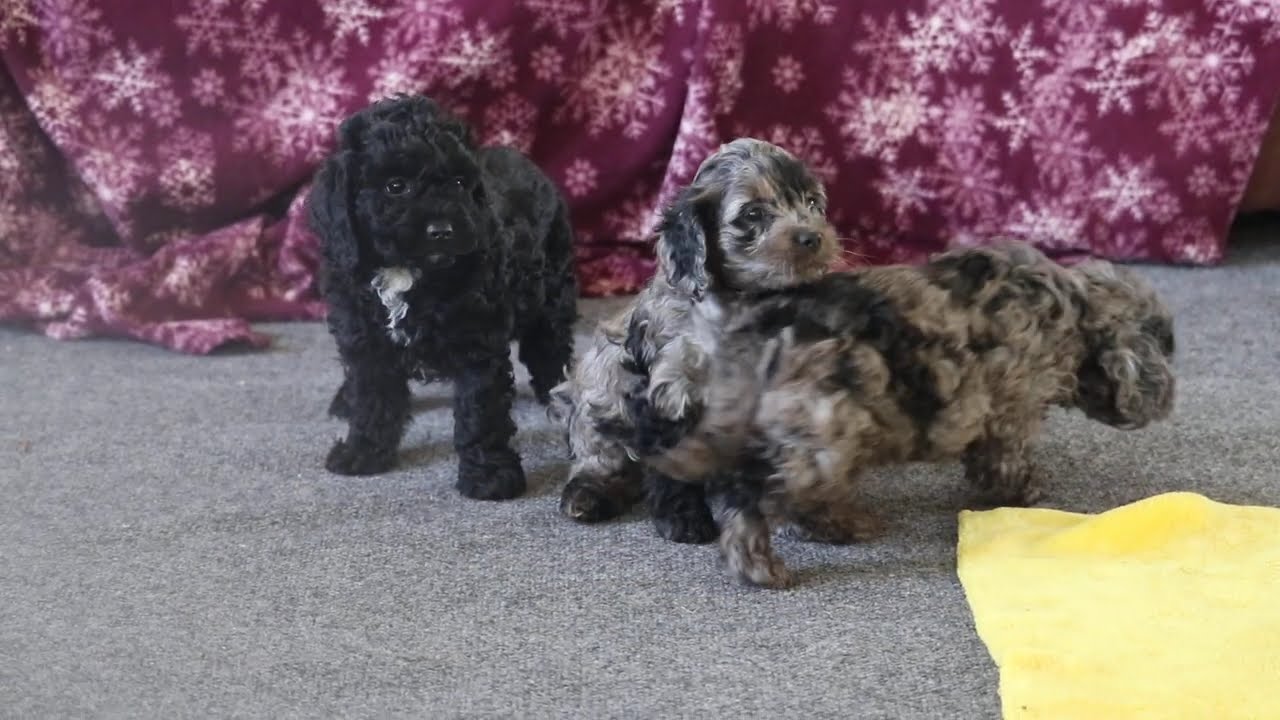 Cockapoo Puppies For Sale