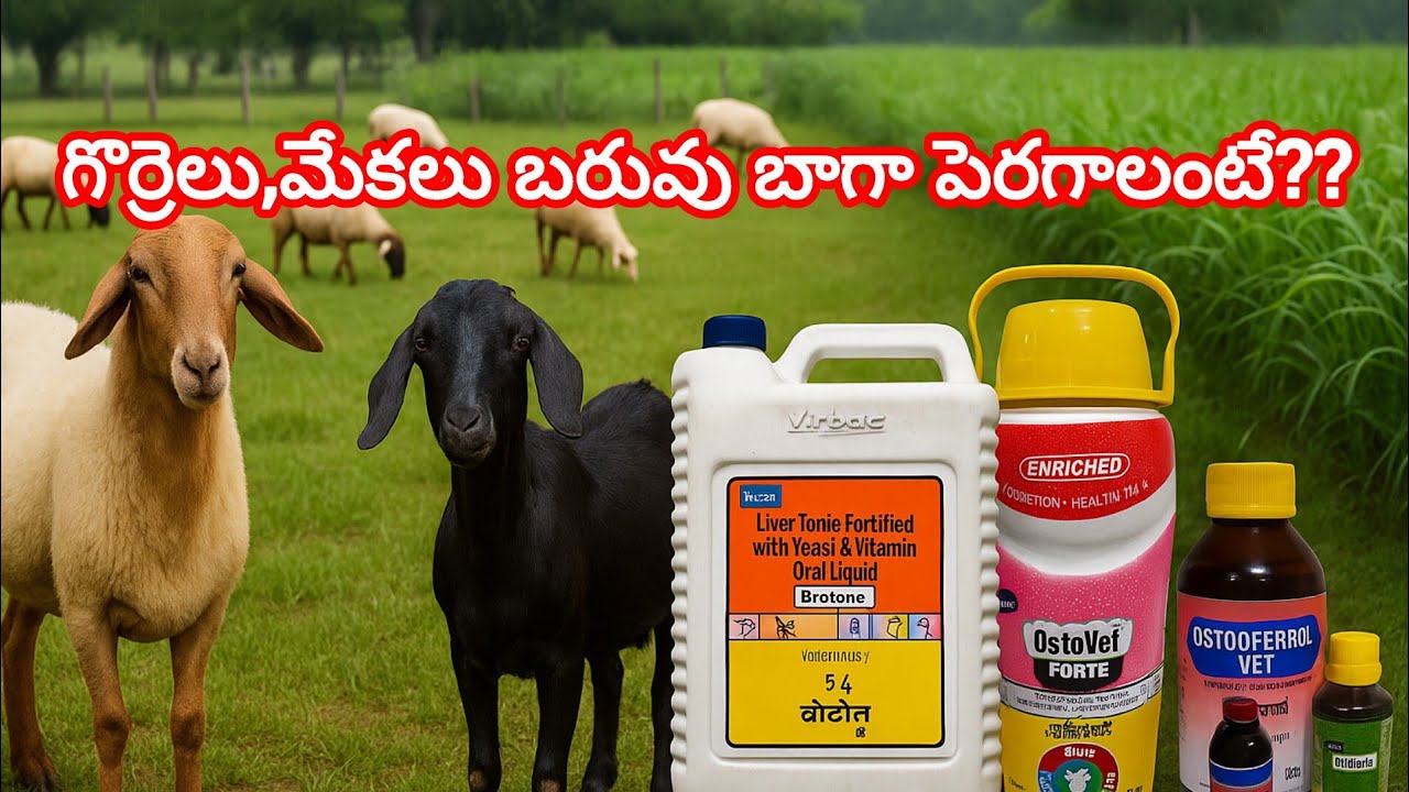 Weight gain in sheep and goat 