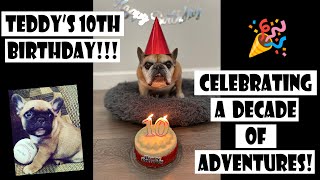 Teddy the French Bulldog Turns 10!