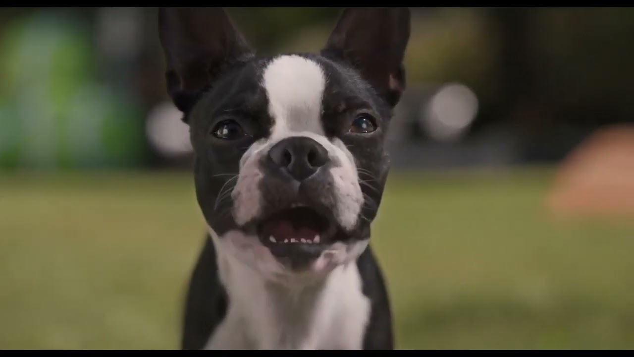 Strays 2023/Отвязные дворняги 2023, comedy, Trailer