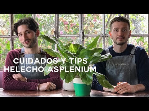 Helecho Asplenium cuidados y tips