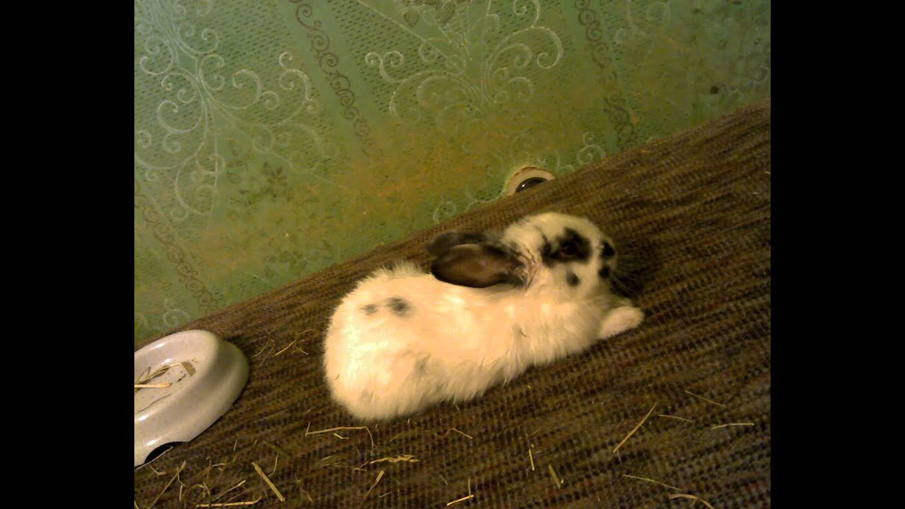 Adorable little bunny sleeps with open eyes YouTube