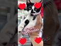 Kelebek burunlum #cats #keşfet #cat