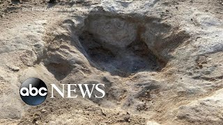 Historic drought reveals dinosaur tracks in Texas riverbed