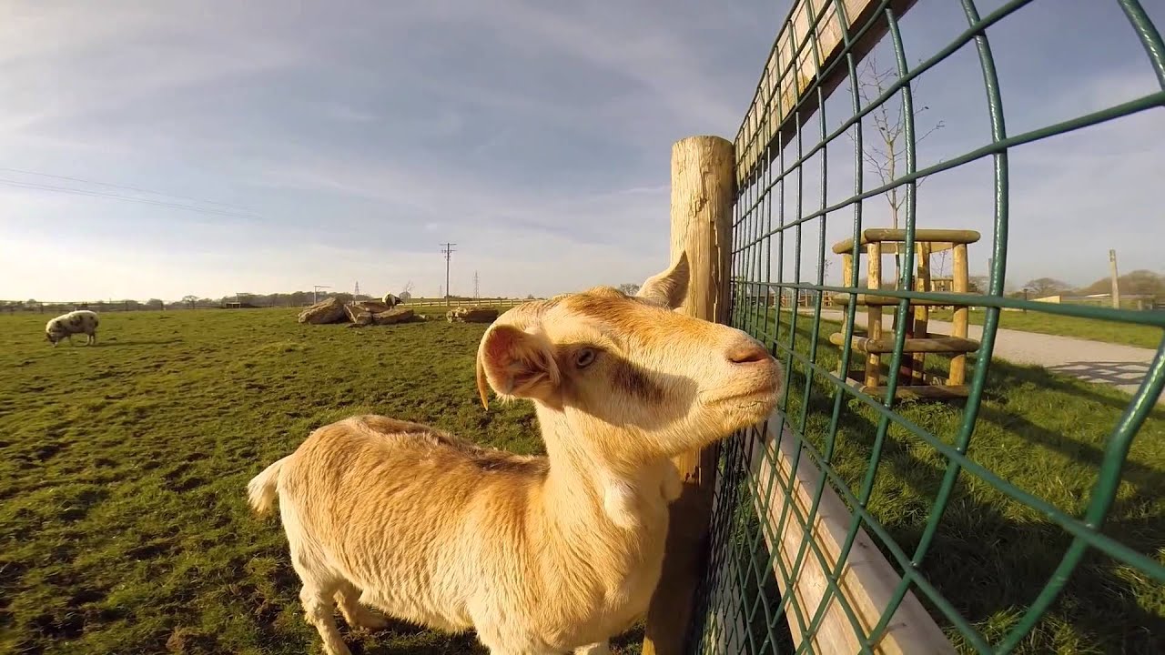 Noahs Ark Zoo Farm - Up Close With The Animals (GoPro Hero 3+)
