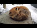 寝息を立てて寝る狐