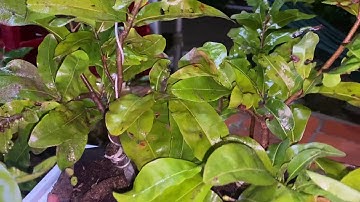 Cúc bi tiên sinh chơi Tết,350k/cặp,bao ship,0397142252,ngày 16/10/2020