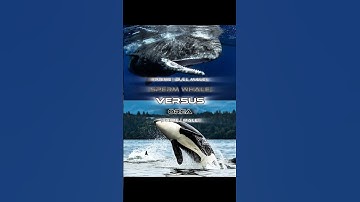 Sperm Whale #vs Orca | #shorts #edit #wis #1v1 #animals #spermwhale #orca #whale