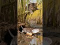 Tabby cat waiting for mouse to eat bread . #catlife #cat #cute 🐱🐱🐹🐹 #birds #mousemurah #catlife