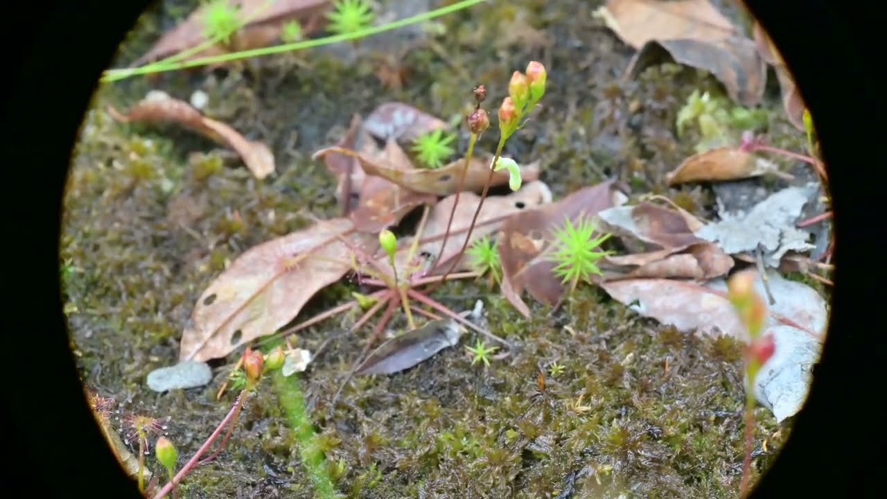 Drosera intermedia (Spoon-leaf Sundew) fruiting