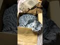 #cat #shorts