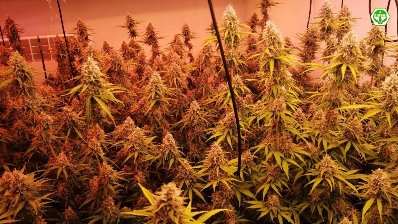 Big bud, Critical, White russian. Grow Indoor Marijuana. Hemp.